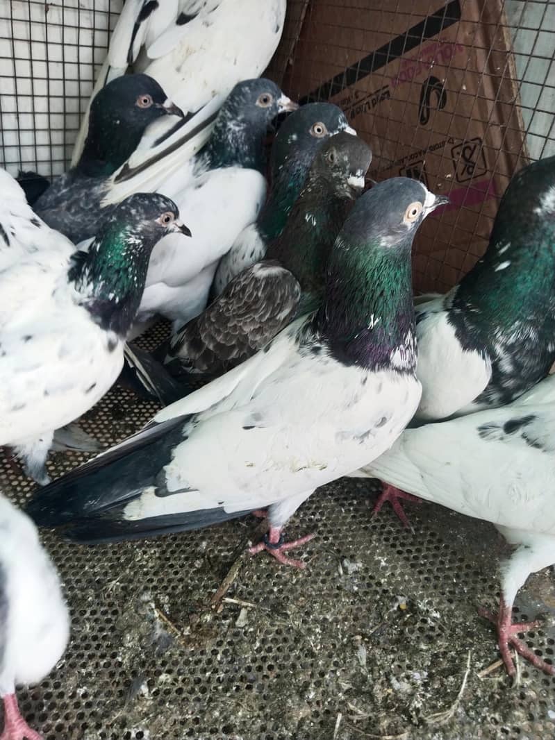 پروازین جوڑوں والے 7