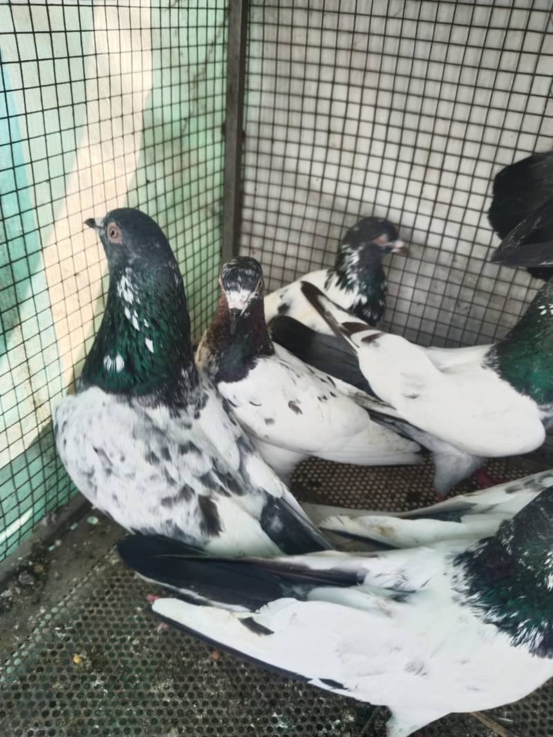 پروازین جوڑوں والے 8