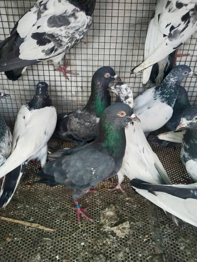 پروازین جوڑوں والے 9