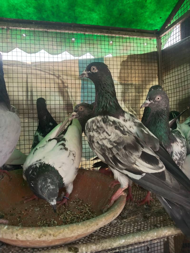 پروازین جوڑوں والے 10