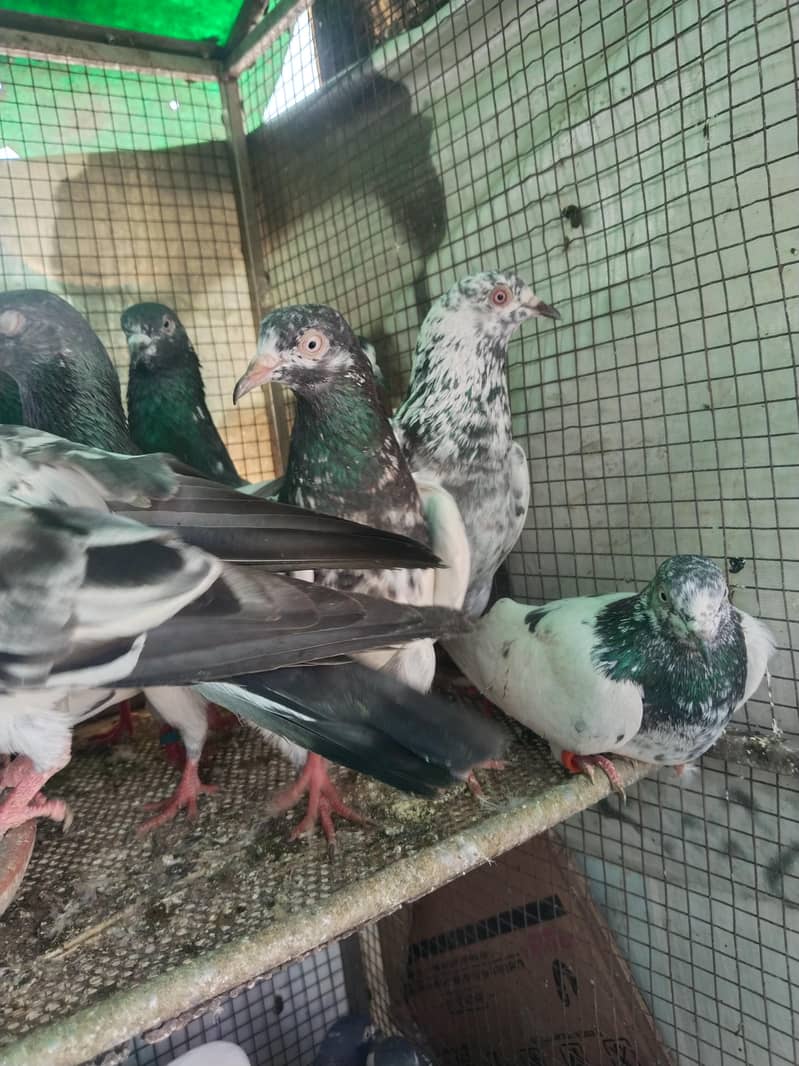 پروازین جوڑوں والے 11