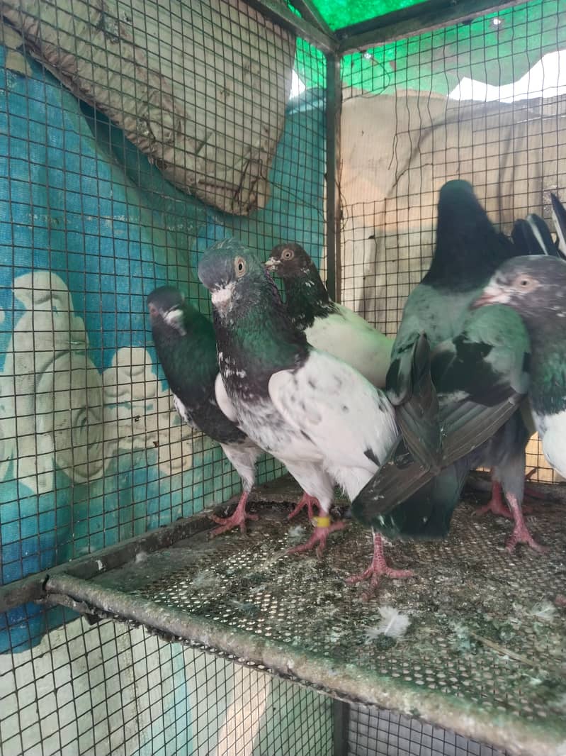 پروازین جوڑوں والے 12