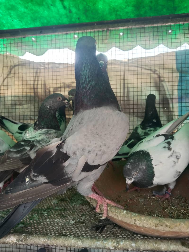 پروازین جوڑوں والے 13