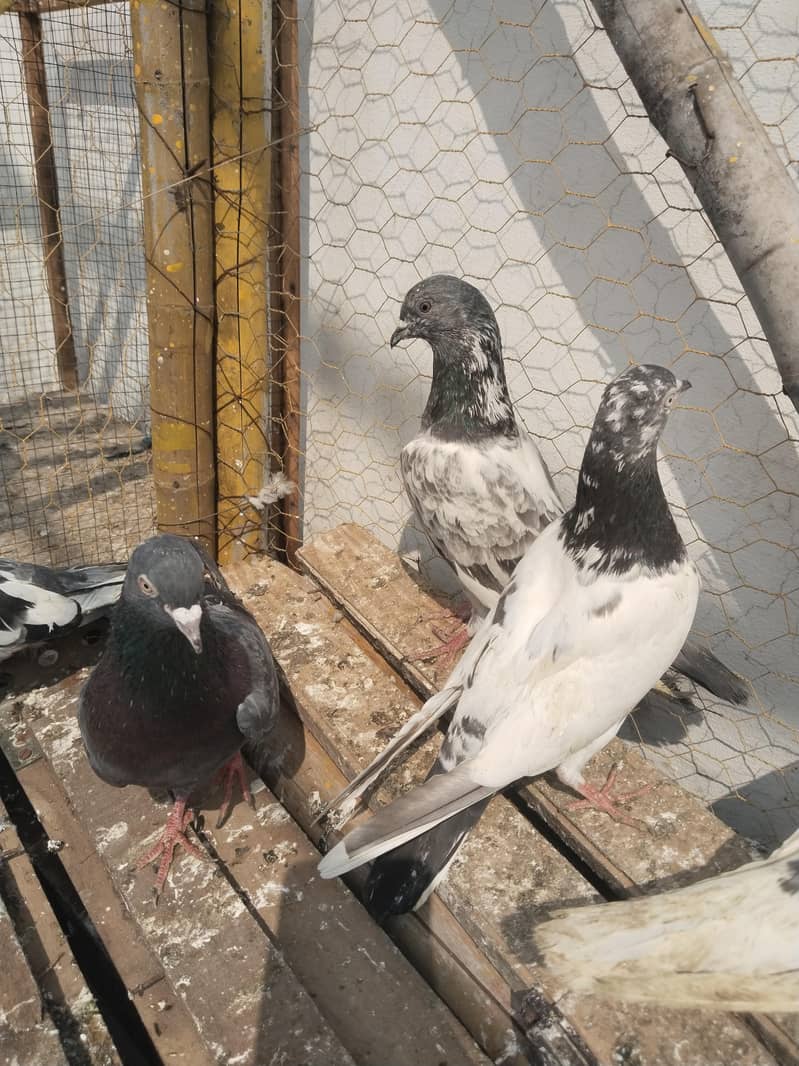 پروازین جوڑوں والے 14