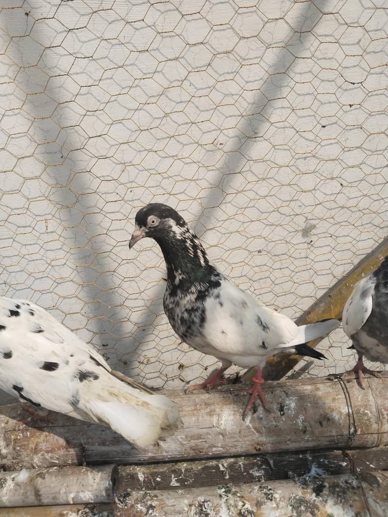 پروازین جوڑوں والے 15