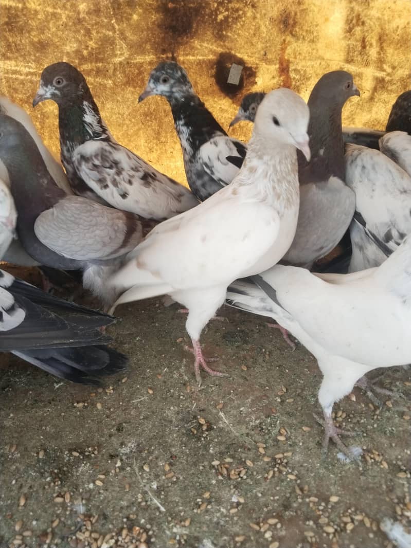 پروازین جوڑوں والے 17