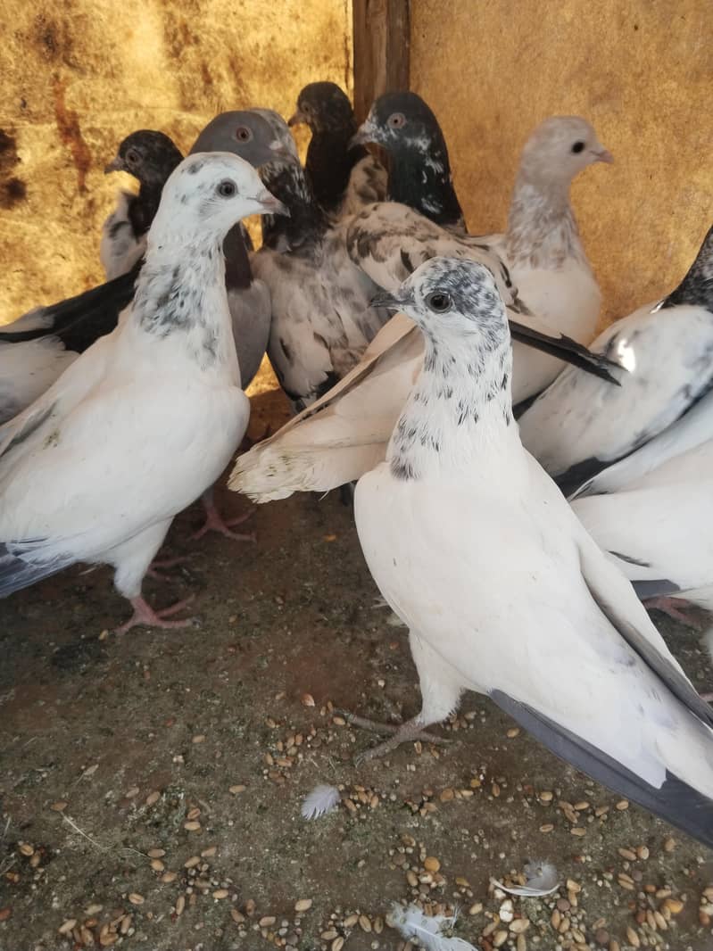 پروازین جوڑوں والے 18