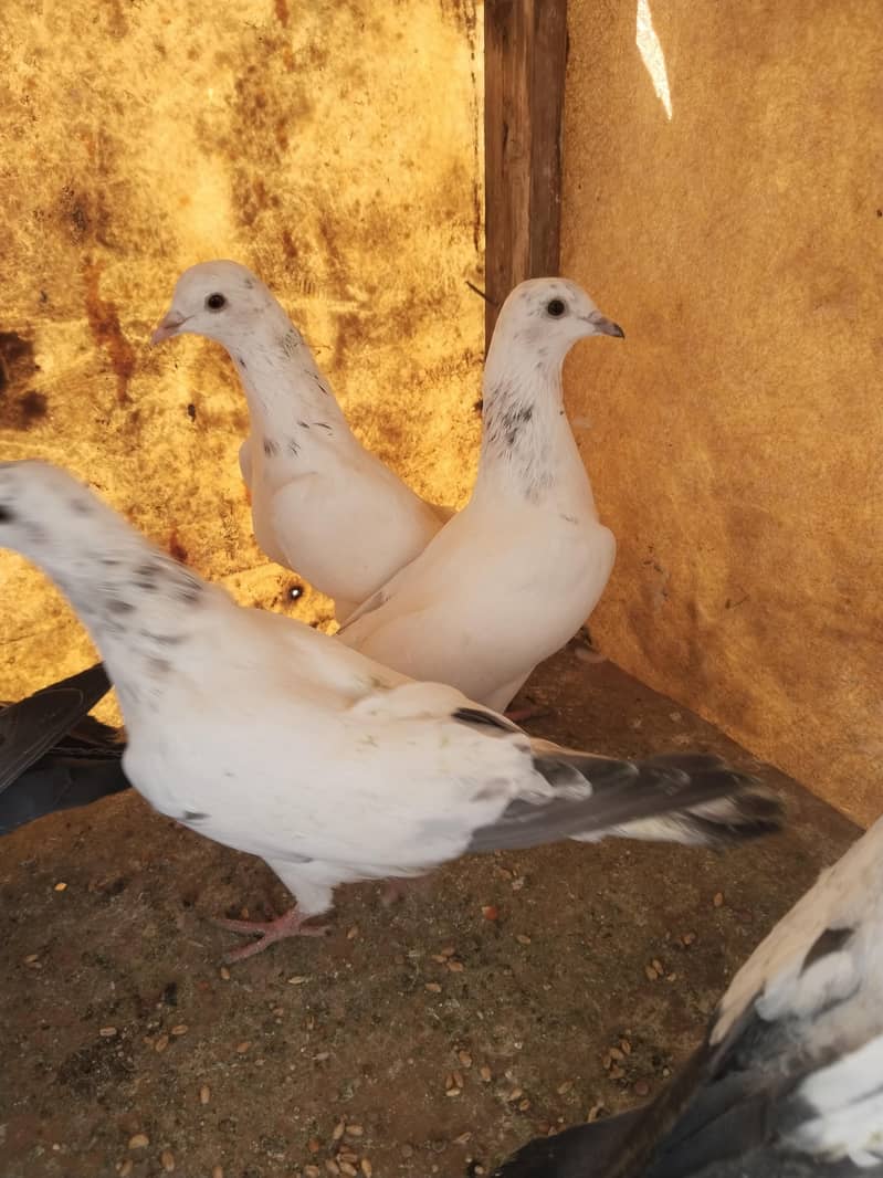 پروازین جوڑوں والے 19