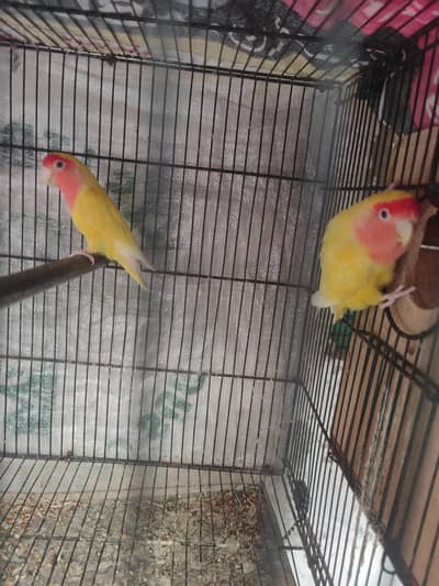 love bird breedar pair red eyes