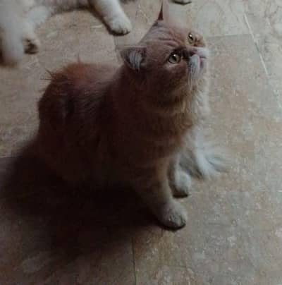 Healthy Persian kitten available