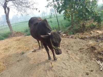 6 months gabban Dr pass gay dood 5 kilo