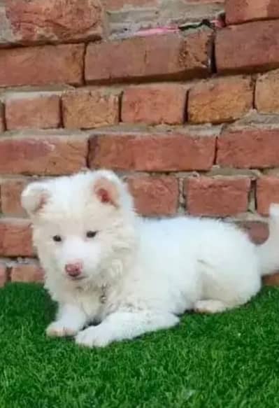 Russian puppy dog for sale only Whatsapp 03327945291
