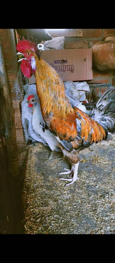 desi trino set for sale