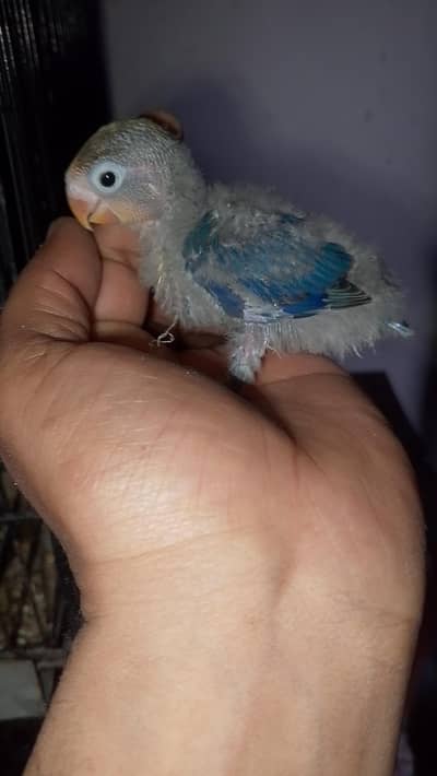 beautiful clr love birds chicks for sale  read full ad plz