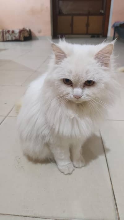 Russian cats 2 female