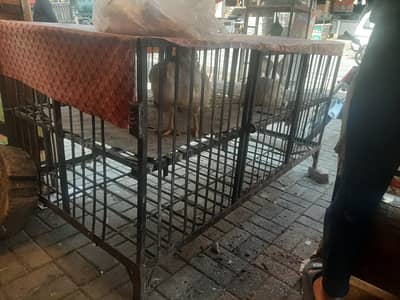 مرغی ذبح/صفائی کرکے سیل کرنے کا کاریگر Chiken Shop Qasaai