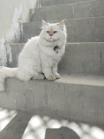 PURE PERSIANS CATS