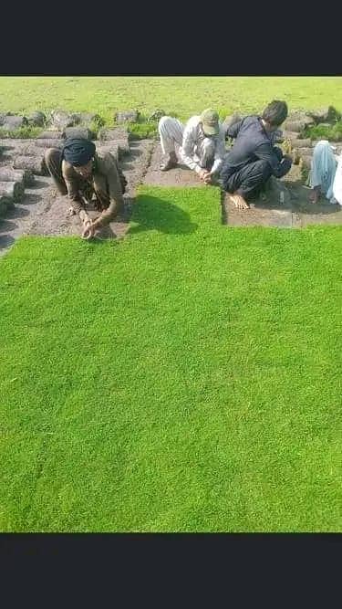 Natural Korean Grass | Fine Dhaka Grass | American Grass | Grass
