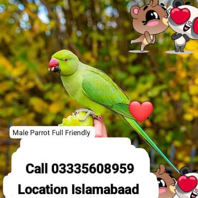 Proper Hand Tamed Full Friendly Green Ring Neck Male Parrot Jumbo Size