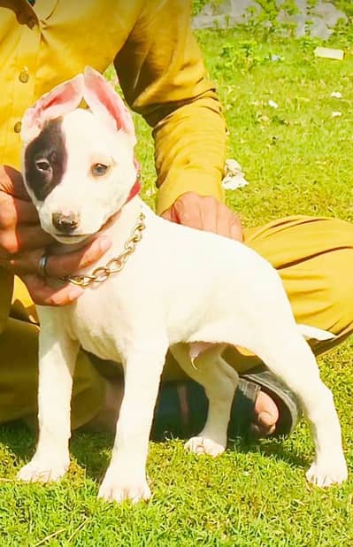 Guwahati gultair mail 2 month for sale