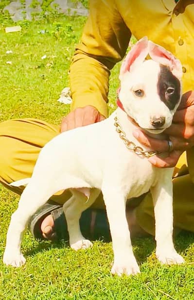Guwahati gultair male 2 month for sale
