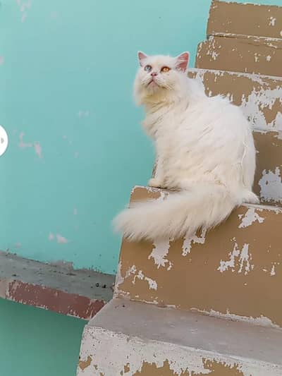 odd eyes breeder female for sale long hair little train