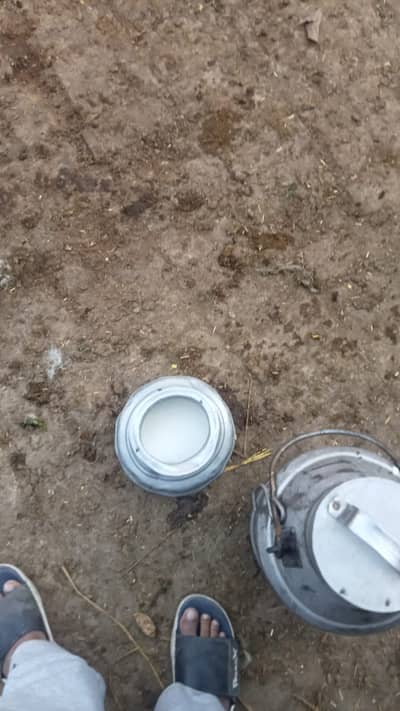 PURE BUFFALO MILK FOR SALE HOME DELVIRY PRICE 260