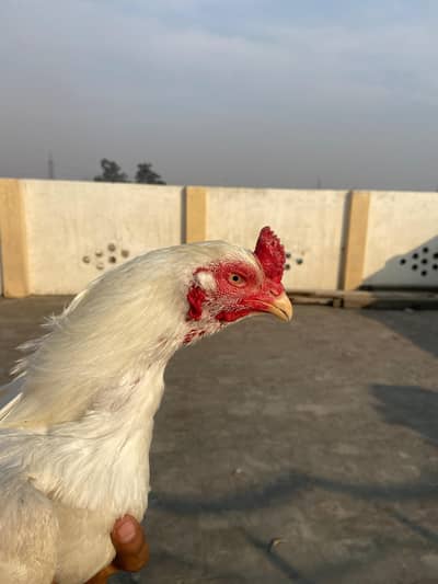 heera aseel [Mianwali] pair