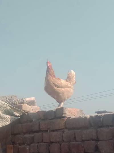 golden misri Henz avaible