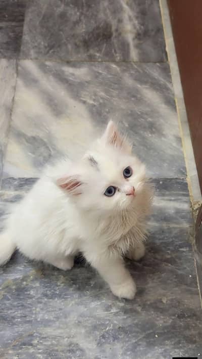 Persian cat for sale my WhatsApp number  0325-69-53-977