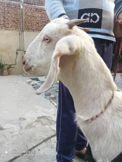 tadi bakri dhoghli ha