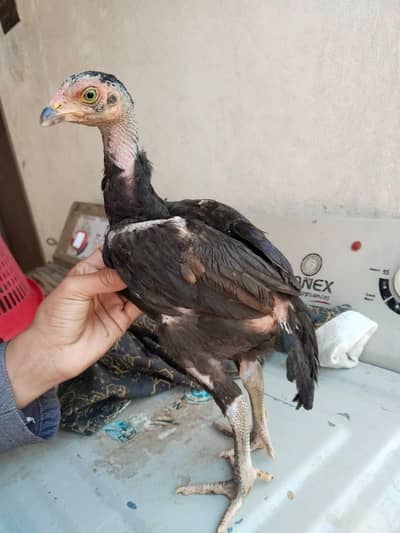 High quality Aseel chicks