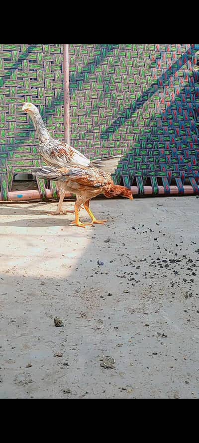 home breed 6 months for more detail WP content 03004171891