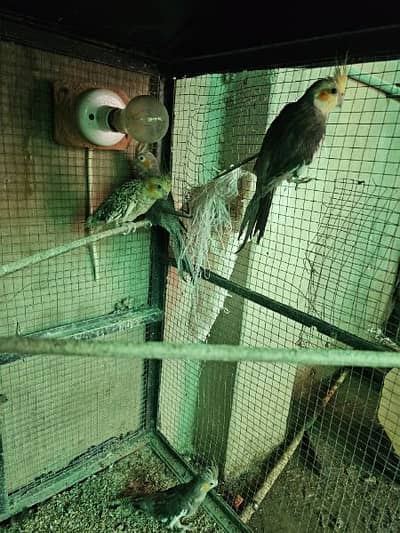 cocktails sale urgent