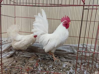 pure white japanese fancy