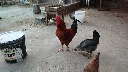 Desi hens