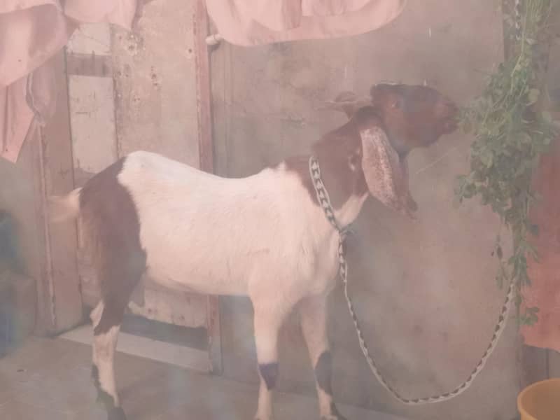 Bakra 0