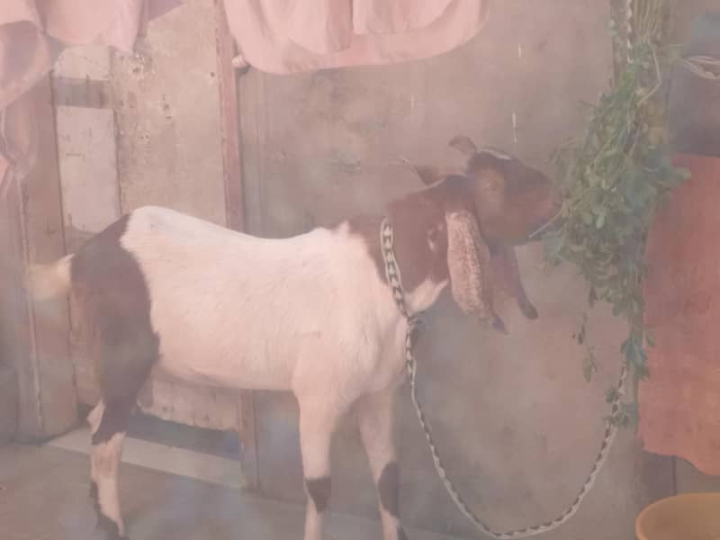 Bakra 1