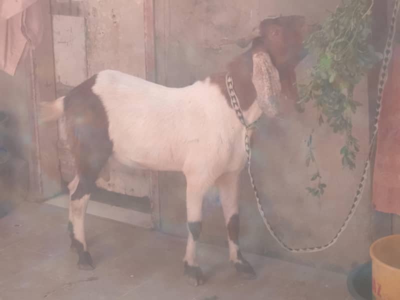Bakra 2