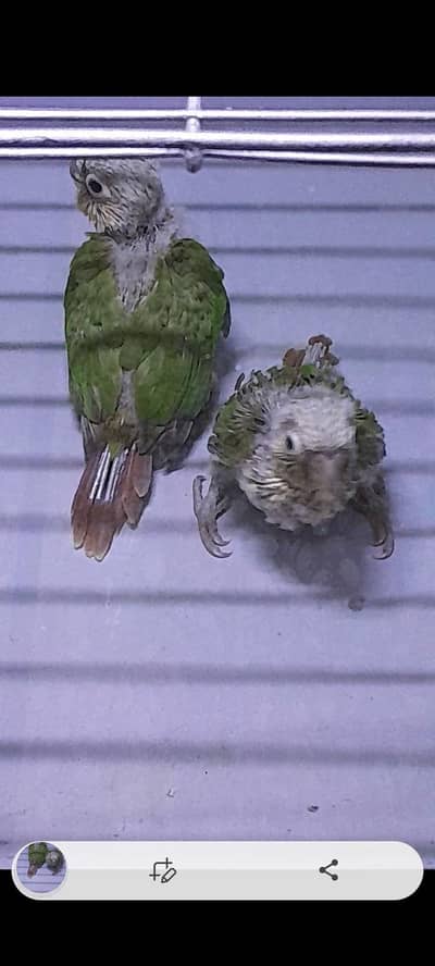 pineapple conure chicks