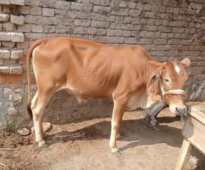 bachrri Umar Eid sy pehly 2 danth ki umeed hai