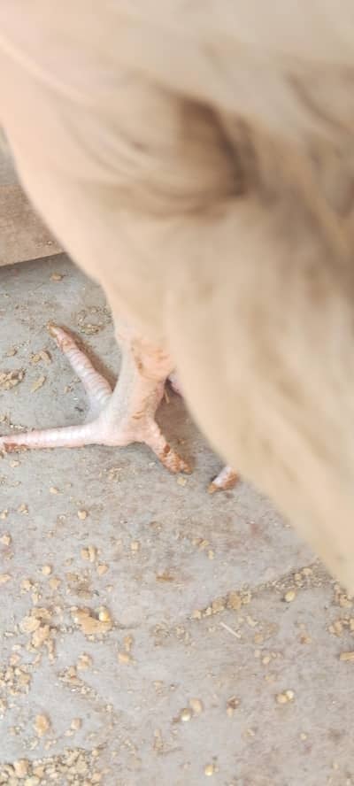 pure paper white Aseel 03110737325 call only