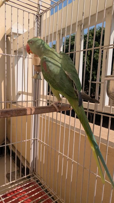 7 months Raw Parrot baby for sale