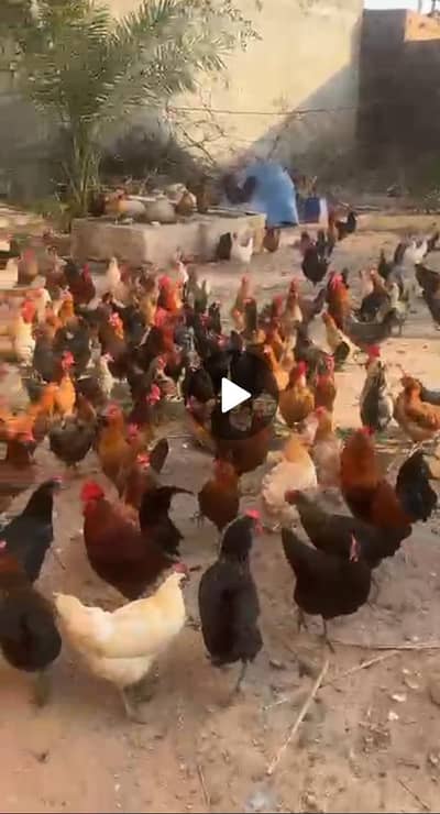 گولڈن مسری مرغی سب سیل ہول سیل ریٹ