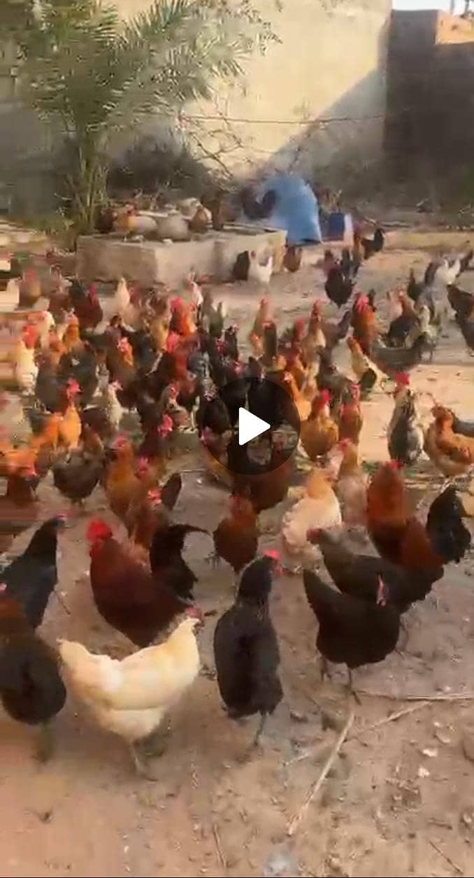 گولڈن مصری مرغی فور سیل 0