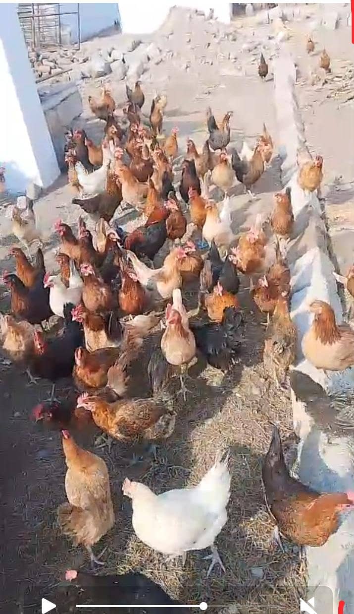 گولڈن مصری مرغی فور سیل 1