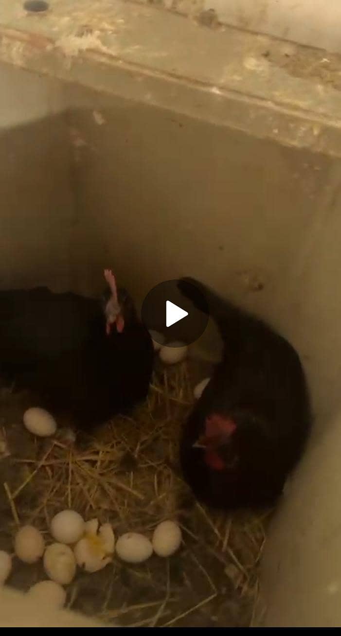 گولڈن مصری مرغی فور سیل 2