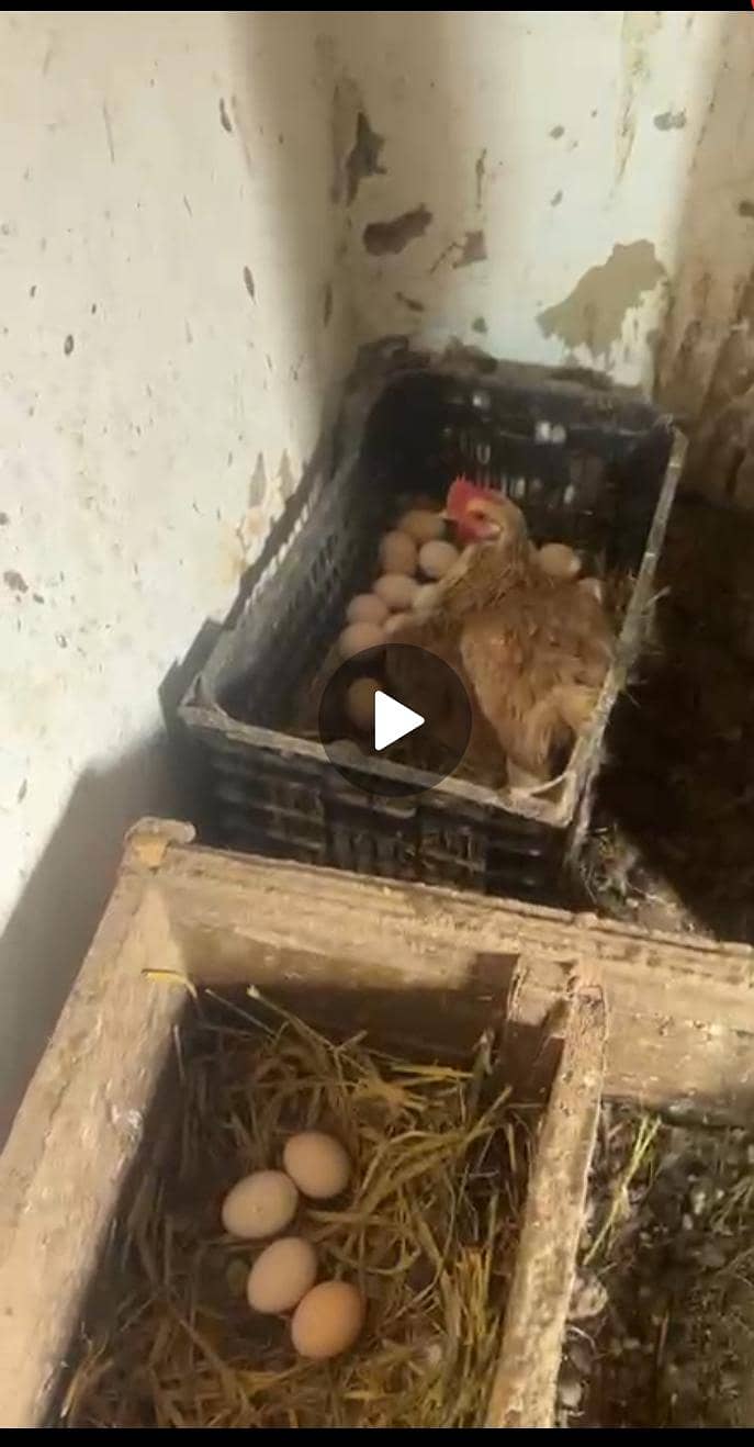 گولڈن مصری مرغی فور سیل 3