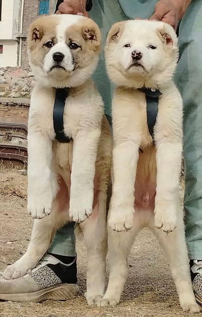 Kurdish kangal Pair / security Dog / king kurdish kangal puppies