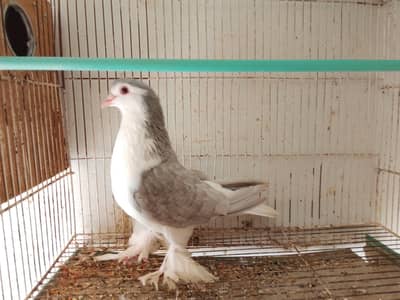 Lahori shirazi female for sale
